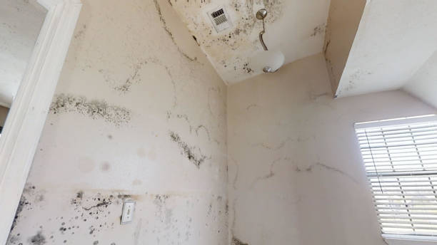 Best Real Estate Mold Inspection  in , CT